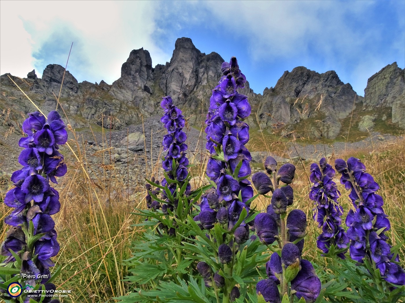 39 Aconitum napellus (Aconito napello) omaggio floreale  in verticale al Valletto .JPG